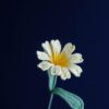 Crochet Lewisia Cotyledon Flower PDF Pattern with Free Video Tutorial, floral crochet design instructions and video included.