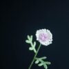 Crochet Marguerite Daisy Flower PDF pattern with video tutorial, perfect for crafting handmade flowers at home.