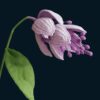 Crochet Medinilla Magnifica Flower PDF Pattern with Free Video Tutorial - Detailed instructions for crafting a crochet flower in a digital format.