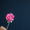 Crochet Roman Rose PDF Pattern with Free Video Tutorial, pink crochet rose design.