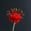 Crochet spider lily PDF pattern with video tutorial. Easy DIY crochet project for beginners.